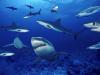 Terrors of the Deep
